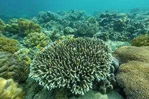 Health Prints: Exploring coral reefs and tropical fish beneath clear waters of Misool in Raja Ampat