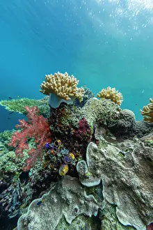Snorkeling Prints: Exploring the diverse coral reefs and tropical fish in Misool