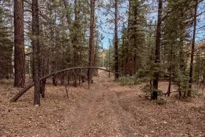 Trail Prints: Exploring a forest road in Kaibab National Forest, Little Pleasant Valley area, Arizona