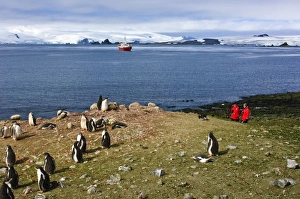 South Pole Prints: Exploring gentoo penguin colony, Aitcho Islands, Antarctica, Polar Regions