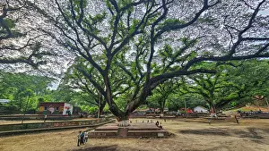 Time Prints: Exploring giant banyan trees in Chittagong with visitors enjoying nature and outdoor activities