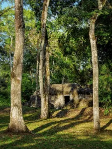 Friends Prints: Exploring Group A structures at Uaxactun site in Guatemala surrounded by trees