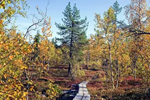 Finland Prints: Exploring Kivitunturi forest with autumn foliage of aspen and birch in Savukoski Lapland Finland