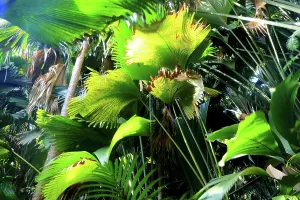 Jungle Prints: Exploring the lush greenery of the Valle de Mai tropical rainforest on Praslin Island with diverse plant life