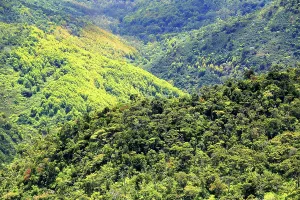 Lovers Prints: Exploring the lush landscapes of Black River Gorge in Mauritius with hills and dense forests revealing diverse flora