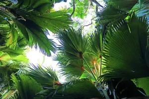 Bright Prints: Exploring the lush vegetation of a tropical rainforest in Praslin Island