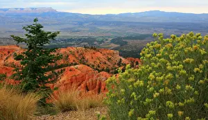 Shrubs Prints: Exploring the natural landscape of Bryce Canyon with red rock formations and green foliage in Utah