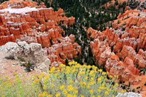 Wonders Prints: Exploring the rock formations and wildflowers at Bryce Canyon National Park in Utah on a sunny day