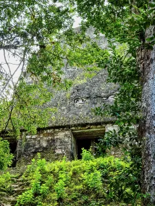 Indigenous Prints: Exploring the Temple of the Inscriptions at Tikal in Guatemala surrounded by lush greenery