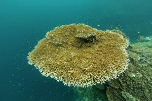 Snorkeling Prints: Exploring underwater coral reefs with diverse fish near Misool in Raja Ampat, Papua
