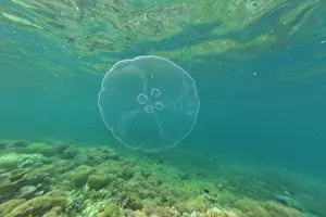 Indonesia Prints: Exploring the underwater world featuring an Asian moon jellyfish in Raja Ampat