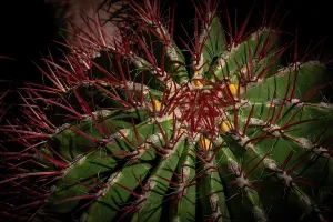 Landscaping Prints: Exploring unique cactus species with vibrant spines found at Majorelle Garden in Marrakech