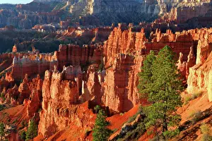 Bryce Prints: Exploring unique rock formations and trees in Bryce Canyon during bright daylight in Utah