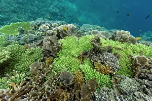 Wonders Prints: Exploring vibrant corals and tropical fish in clear waters off Misool in Raja Ampat