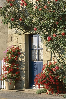 Blue Door Prints: Exterior of a blue door surrounded by red flowers, roses and geraniums, St