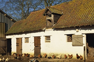 Poultry Prints: Exterior of a farm outhouse with chickens in the farmyard