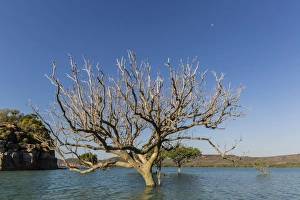 Kimberley Prints: Extreme high tide covers trees in the Hunter River