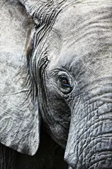 Editor's Picks: Eye of the African elephant, Serengeti National Park, Tanzania, East Africa, Africa