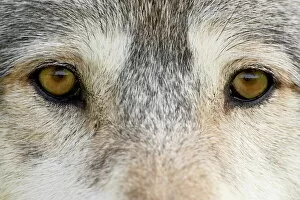 Animal Head Collection: Eyes of a gray wolf (Canis lupus)