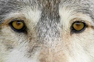 Sand Stone Prints: Eyes of a gray wolf (Canis lupus)