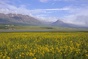 Grow Prints: Eyjafjordur