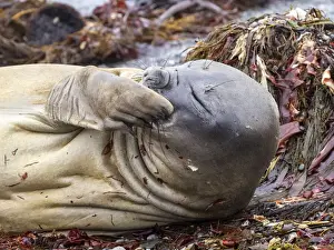Lying Down Prints: The face of a molting southern elephant seal (Mirounga leonina)