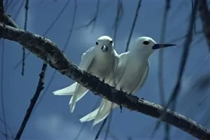 Images Dated 28th November 2007: Fairy terns, Seychelles, Indian Ocean, Africa