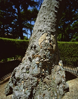 Melbourne Prints: Fairy tree, Fitzroy Gardens, Melbourne, Victoria, Australia, Pacific