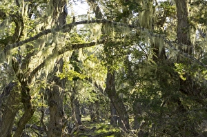 Overgrown Prints: Fairytale forest, Tierra del Fuego, Argentina, South America