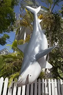 Fake shark hanging downward in Key West, Florida, United States of America, North America