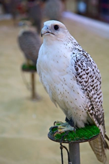 Qatar Prints: Falcon, Falcon Souq, Waqif Souq, Doha, Qatar, Middle East