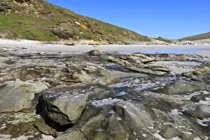 The Neck Prints: Falkland Flightless Steamerduck (Tachyeres brachypterus) on beach
