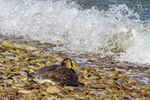 Saltwater Prints: Falkland Islands flightless Steamer duck resting on the shore near waves