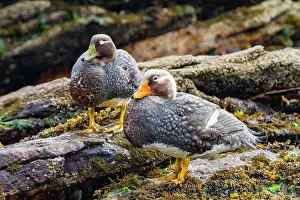 Duck Prints: Falkland Steamerduck (Tachyeres brachypterus) pair on New Island in the Falkland Islands