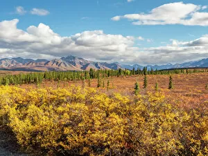 Shrub Collection: Fall color change amongst the trees and shrubs in Denali National Park, Alaska