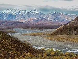 Shrub Collection: Fall color change amongst the trees and shrubs in Polychrome Pass in Denali National Park, Alaska