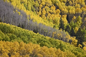 Evergreen Prints: Fall colors of aspens with evergreens