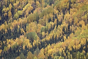 Images Dated 22nd September 2009: Fall colors with evergreens, Toad River, Alaska Highway, British Columbia