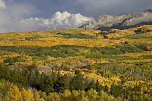 Autumn Colors Prints: Fall colors, Gunnison National Forest, Colorado, United States of America, North America