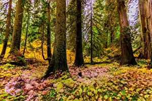 Tree Trunk Prints: Fall colors throughout Mount Rainier National Park, Washington State