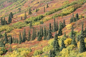 Spruce Prints: Fall colours in taiga