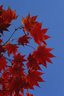Leave Prints: Fall foliage