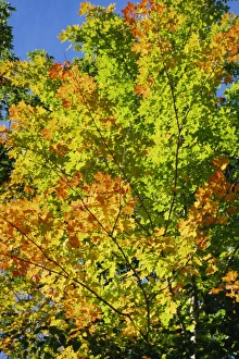 Maple Prints: Fall foliage, Canada, North America