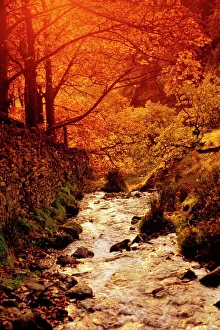 Autumn Gallery: Fall foliage and running stream, Grindsbrook Edale, Peak District, Derbyshire