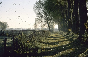 Hiller Moor Prints: Fall time, Hiller Moor