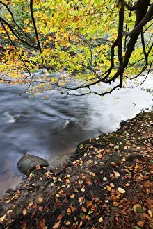 Riverbank Prints: Fallen leaves and tree overhanging the River Nidd in Nidd Gorge in autumn