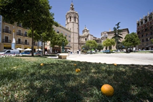 Images Dated 25th June 2007: fallen orange