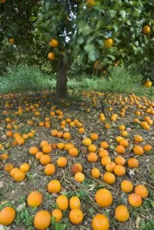 Fallen oranges in orange grove, Cyprus, Europe