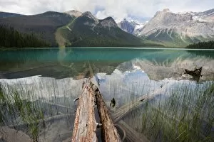Images Dated 11th August 2011: Fallen tree trunks, Emerald Lake, Yoho National Park, UNESCO World Heritage Site