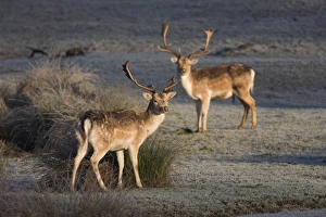 Buck Prints: Fallow deer bucks, Dama dama, Dallam Estate, Cumbria, England, United Kingdom, Europe